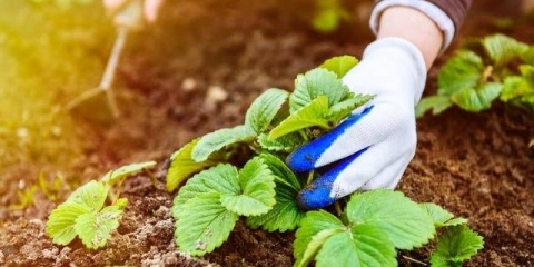 Kako se brinuti za jagode u jesen